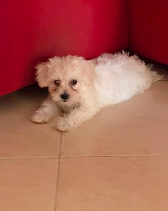 MALTIPOO 