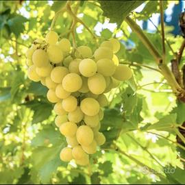 bianco frascati superiore 