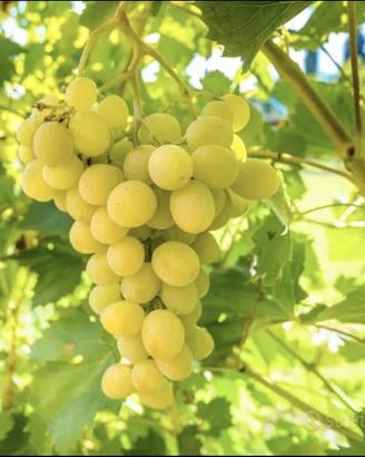 bianco frascati superiore 