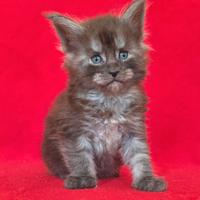 Cucciolo maine coon xxl con pedigree