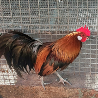 Galletti Phoenix e uova