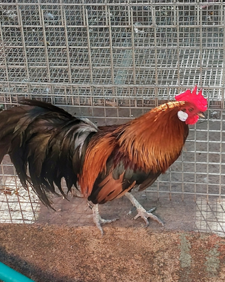 Galletti Phoenix e uova