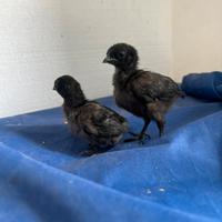 Pulcini di Phoenix e cemani