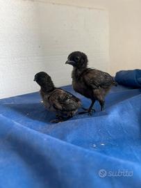 Pulcini di Phoenix e cemani