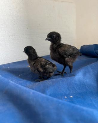 Pulcini di Phoenix e cemani
