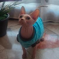 Sphynx