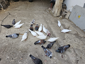 Colombi giganti da carne