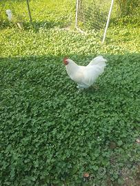 Gallo razza brahma