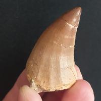 Dente di Dinosauro fossile Mosasauro 