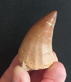 Dente di Dinosauro fossile Mosasauro 