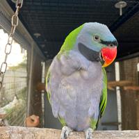 Coppia Psittacula Derbiana