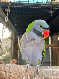 Coppia Psittacula Derbiana