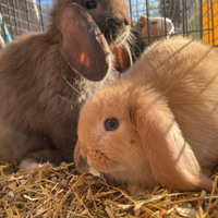 Conigli di razza ariete nano