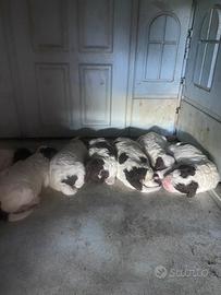 Cuccioli di Lagotto