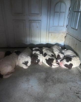 Cuccioli di Lagotto