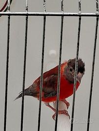 Cardinalino del Venezuela