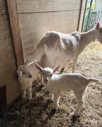 Capra da latte con due caprette femmine