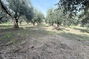 Vendita Uliveto + bosco