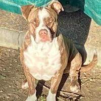 Pepe in adozione urgentissima