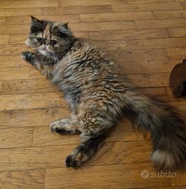 Maschio per accoppiamento