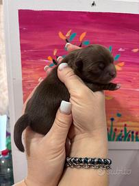 Chihuahua pelo lungo