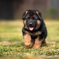 Cuccioli femmine di pastore tedesco