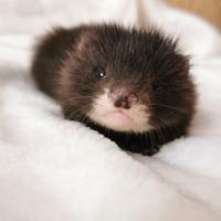 Cuccioli : futura cessione