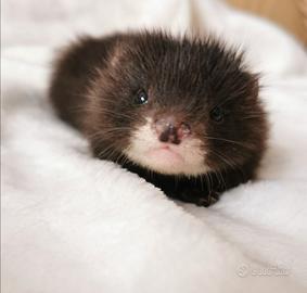 Cuccioli disponibili a breve