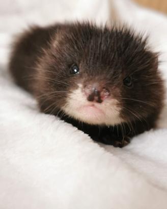 Cuccioli : futura cessione