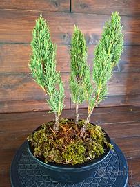 Bonsai boschetto di Cipressi. Visita il profilo.