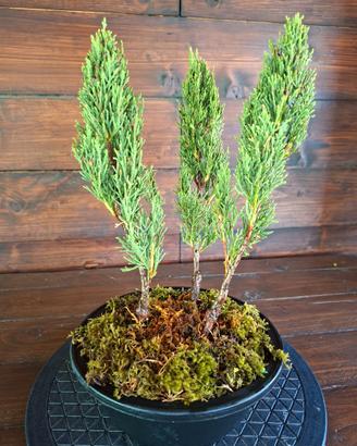 Bonsai boschetto di Cipressi. Visita il profilo.