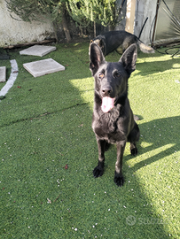 Pastore Tedesco grigione