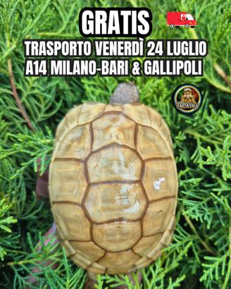 Testudo hermanni marginata & Albino caramello