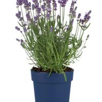 Pianta lavanda