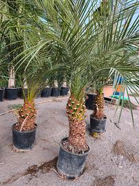 palme Phoenix Roebelenii Nana Tronco 30/40 cm 