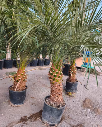 palme Phoenix Roebelenii Nana Tronco 30/40 cm 