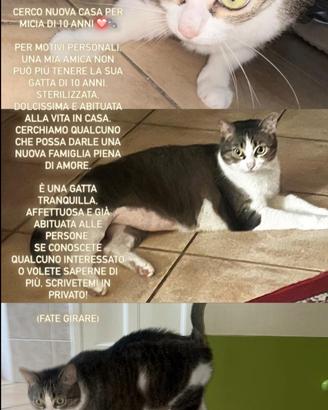 Micia / gatto