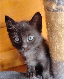 Gattino nero