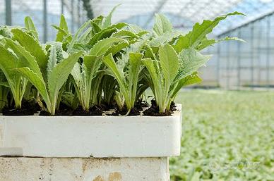 Piante di Carciofo Tutti i Tipi