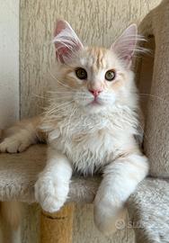 Maine Coon