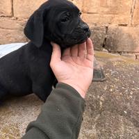 Cuccioli cane corso