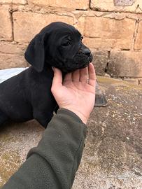 Cuccioli cane corso