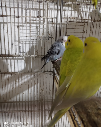 Pappagalli cocorite