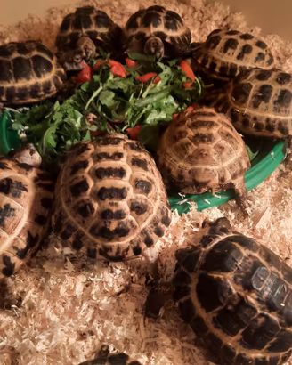 Vendita tartarughe di terra