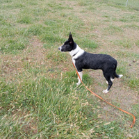 Border Collie