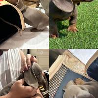 Bassotto cucciolo