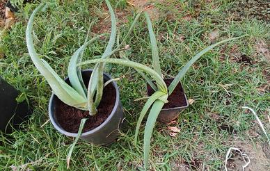 Piante di aloe