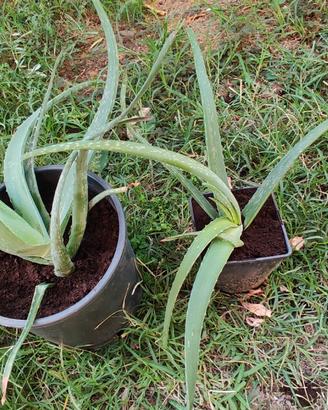 Piante di aloe