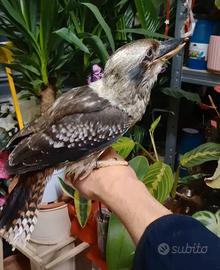 Uccelli kokaburra
