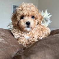 Cuccioli Maltipoo toy mini particolor